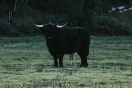 Des vaches highland