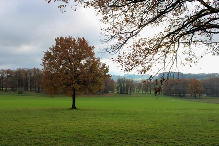 Un (petit) arbre