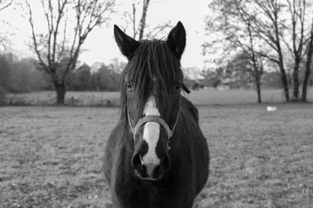 Un cheval noir