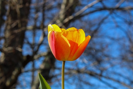 Une (petite) tulipe
