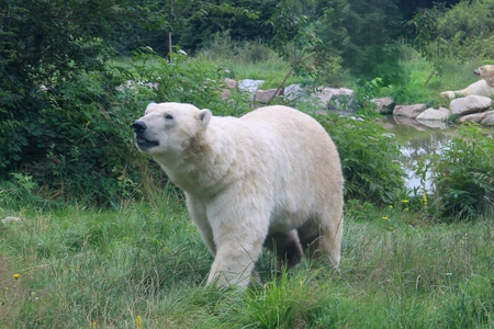 Un ours polaire