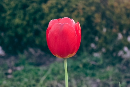 Une tulipe rouge