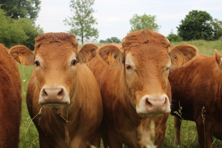 Des (petites) vaches
