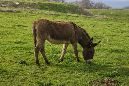 Un (petit) âne