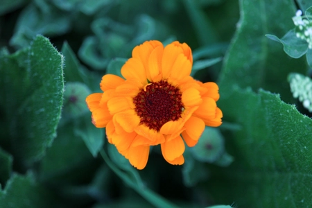 Le souci orange