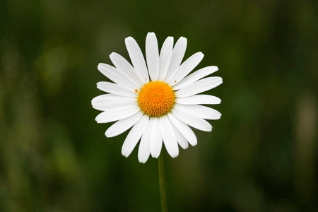 Une marguerite